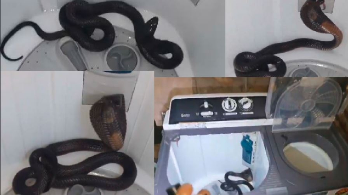 Rajasthan snake  found inside washing machine in kota akb