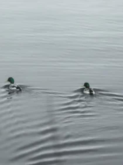 Why do ducks stand in rain?