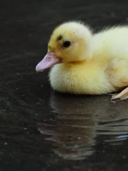 Ducks' waterproof feathers