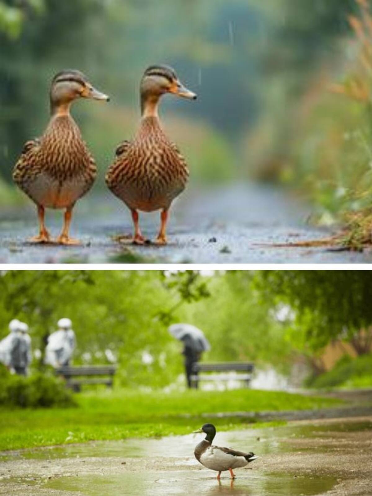 Why do ducks stand in rain? vkp