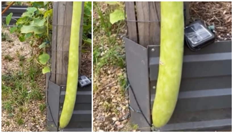 Viral Video: Man shows off 5 6 feet homegrown bottle gourd [WATCH]