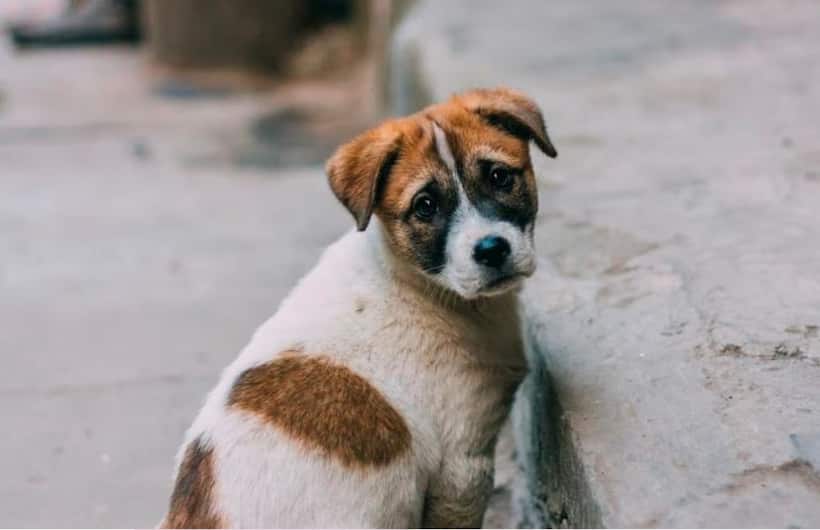 Bizarre incident in Madhya Pradesh: Man bites people, consumes raw meat after dog bite