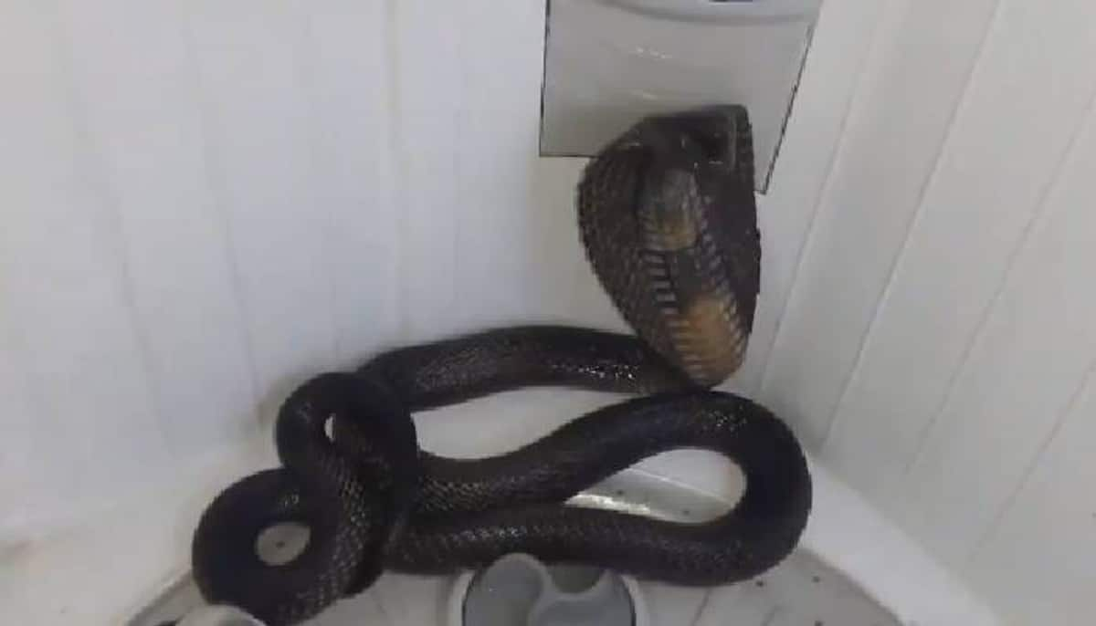 king cobra in washing machine video 