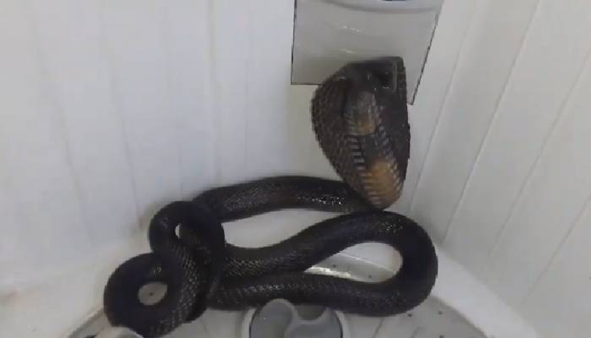 king cobra in washing machine video 