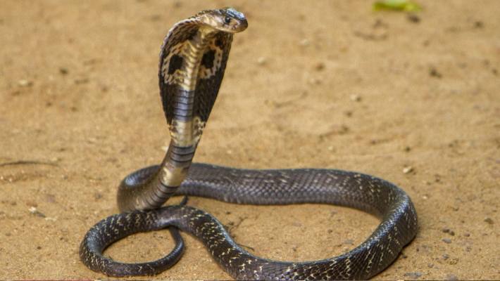 Cobra snake kota