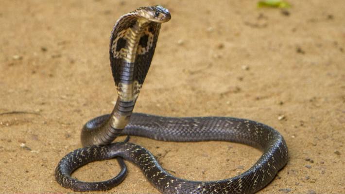 Cobra snake kota