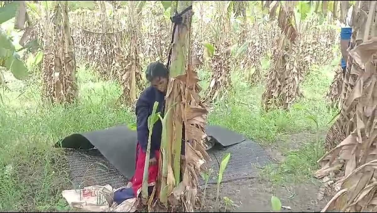 Mysuru woman suspicious murder dead body found in banana farm sat