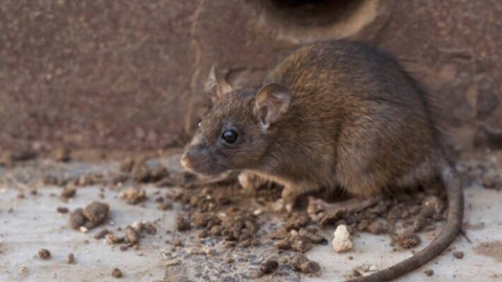 rat poison