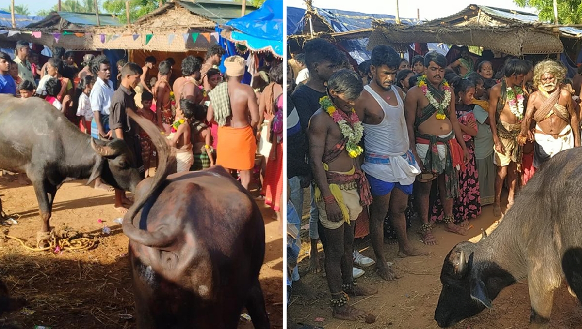 21 buffaloes, 120 goats were sacrificed in Sivagangai Narikuravar Festival sgb