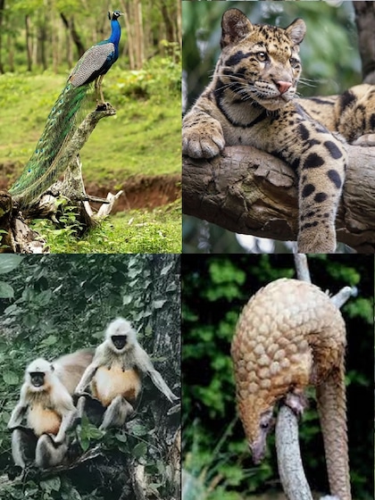 भारत के 10 सबसे रहस्यमयी जानवर: जो आपको हैरान कर देंगे