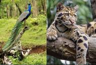 10-mysterious-animals-in-india