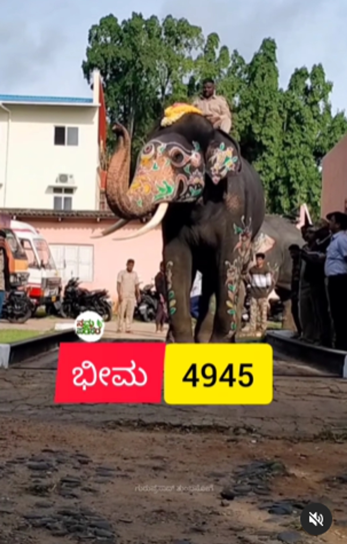 Mysuru Dasara elephant Bhima weight 435 kg. increase grg 