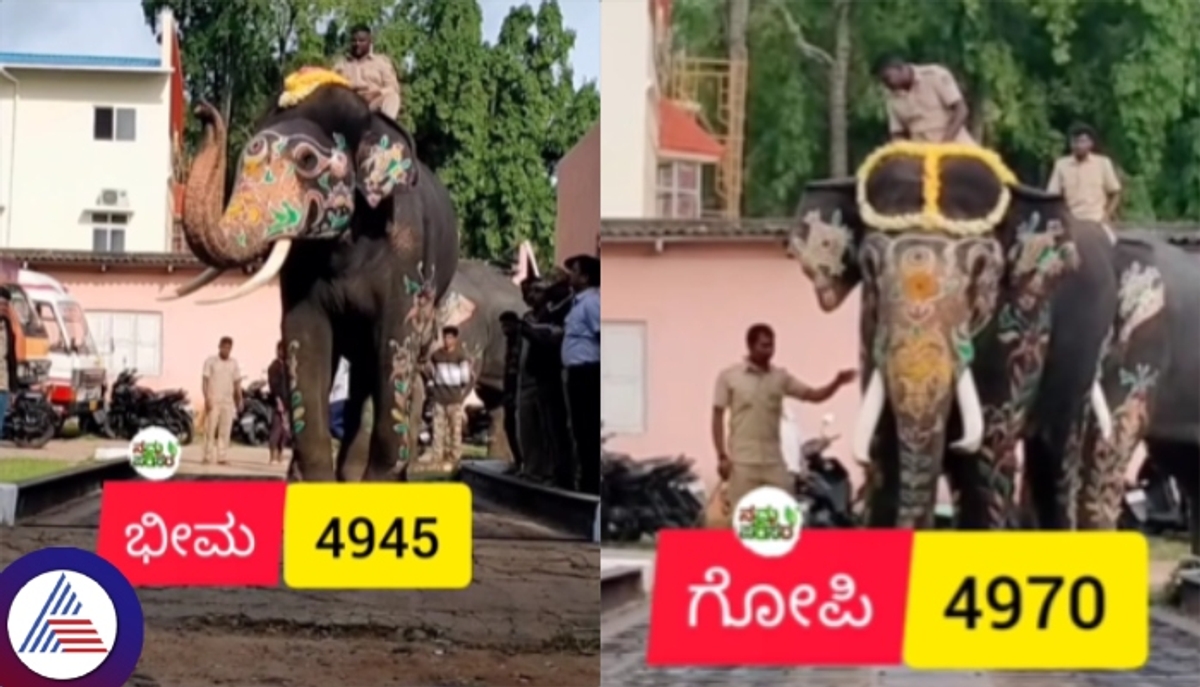 Dasara elephants Bheema Gopi Dasara elephants Bheema Gopi