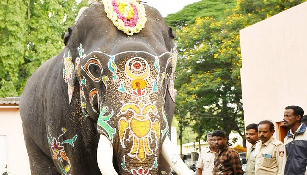 Mysuru Dasara Elephant Abhimanyu weight 5560 kg grg 