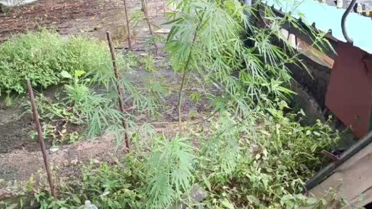 Marijuana plant over building top