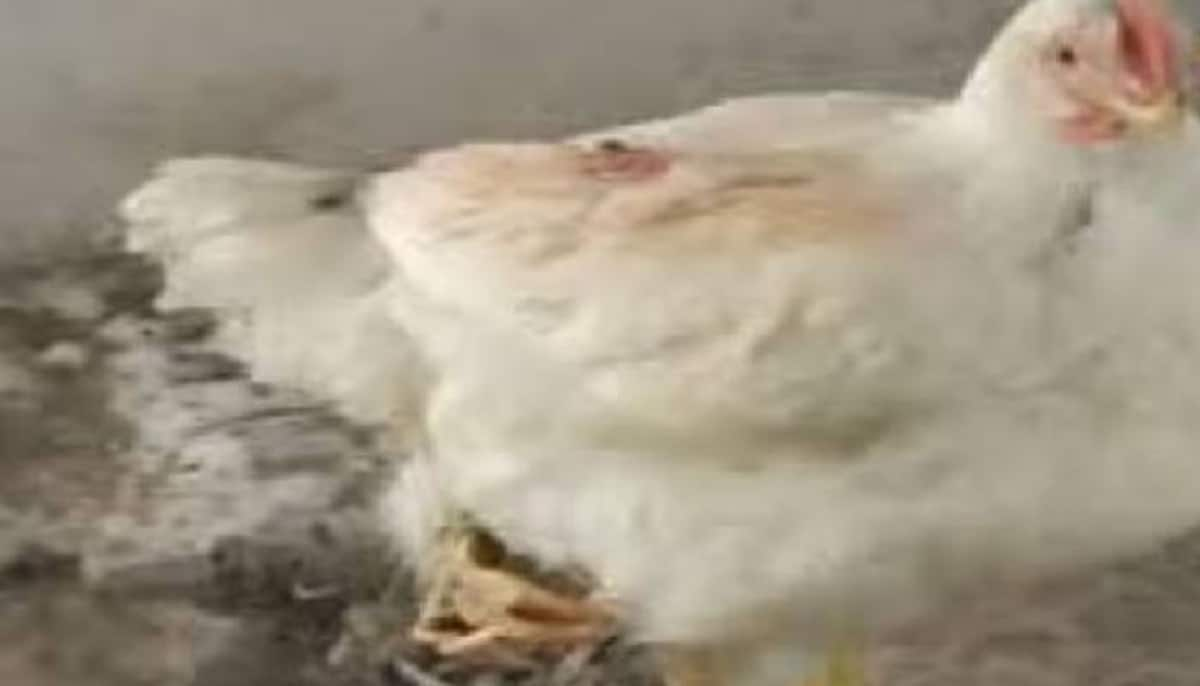 chicken with three legs in up Bahraich