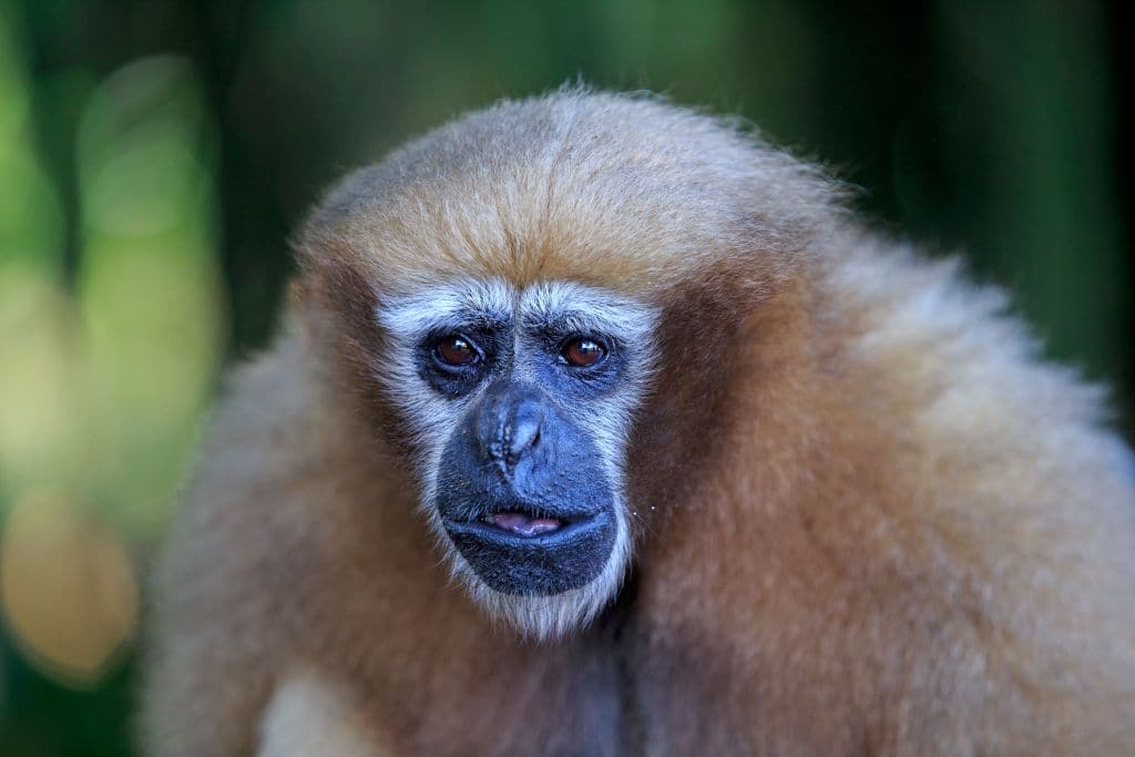 Lets learn about Hoolock Gibbon, who was featured in Prime Minister Modi's Mann Ki Baat program vel