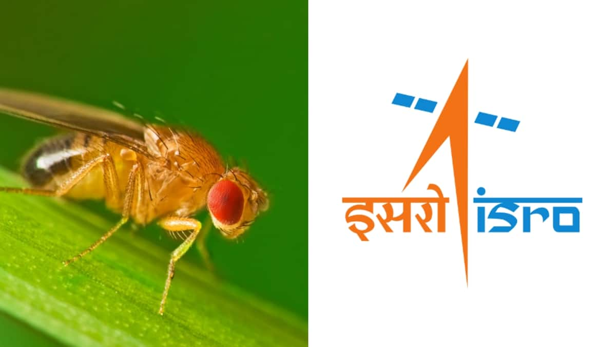 Do you know the reason ISRO sends flies with astronauts in gaganyaan mission-rag