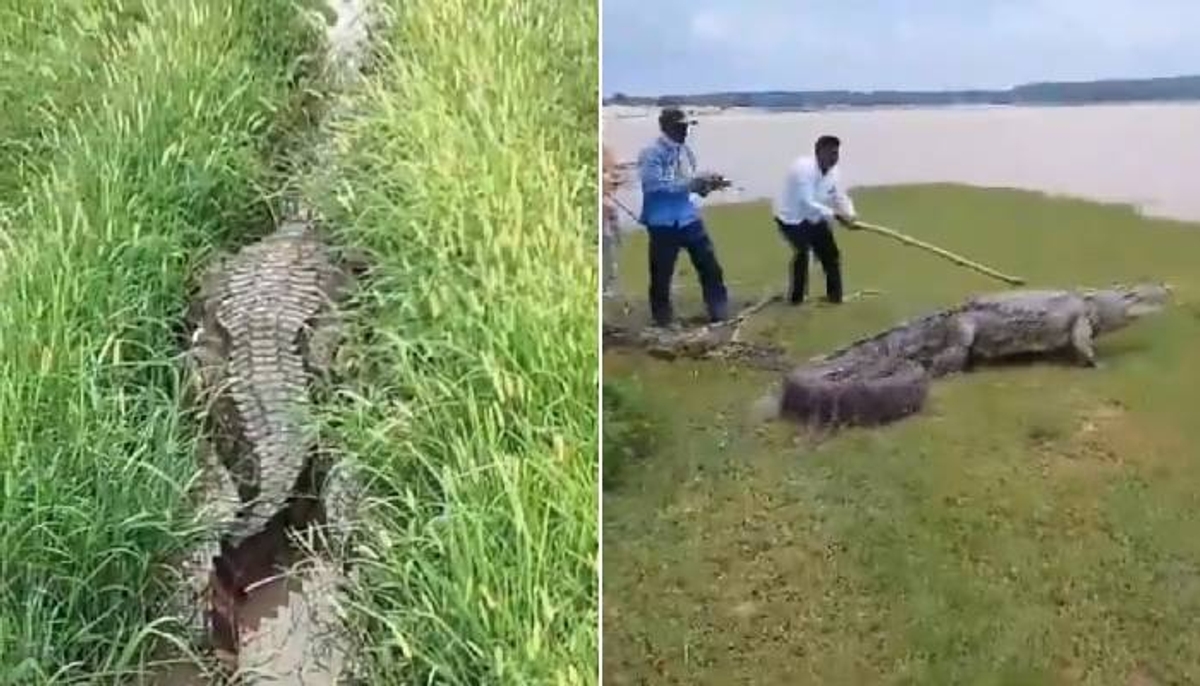 12 foot crocodile spotted in field in up Chandauli