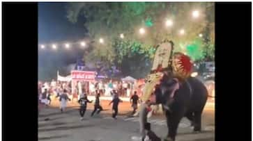 Viral Video exposes Thrissur Pooram elephant clash, eight injured due to safety lapses NTI