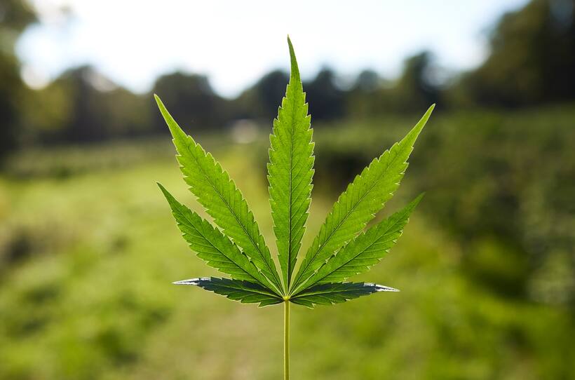 Cannabis can reverse brain ageing and enhance cognitive abilities, reveals groundbreaking study; details here