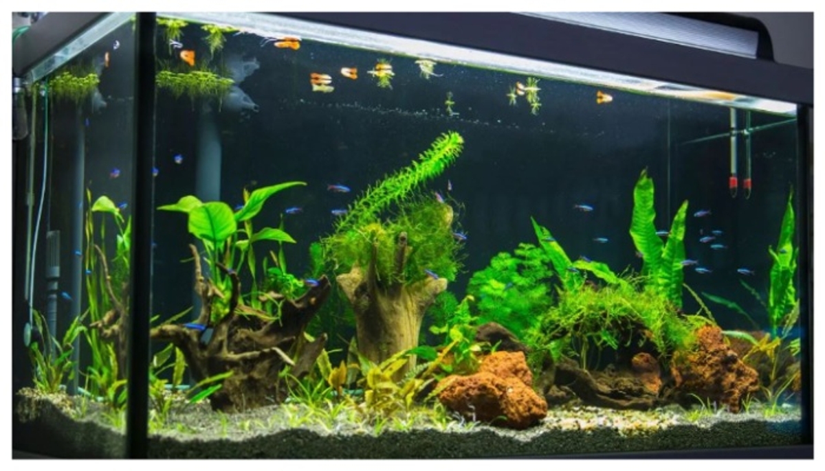 where to place aquarium in home 