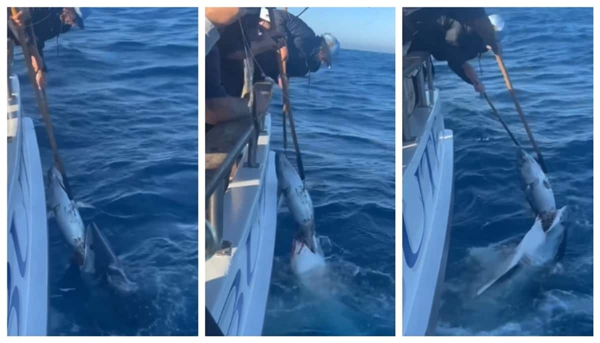 Social media criticizes video of fishermen snatching prey from shark's mouth 