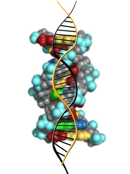 Y chromosome