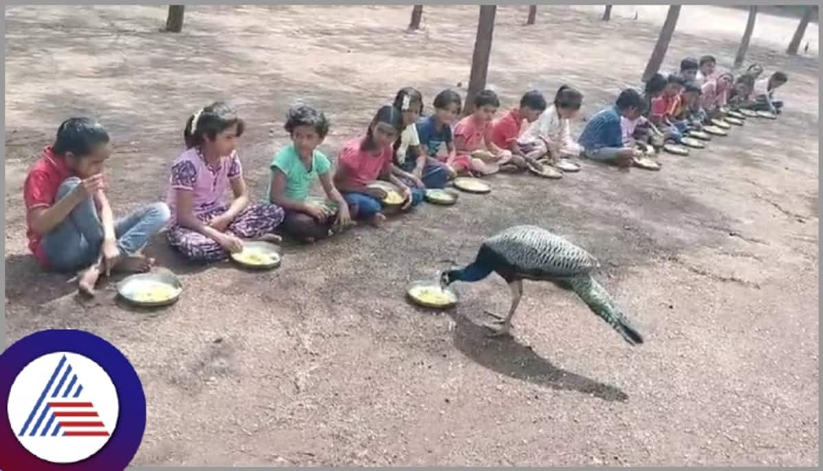 Vijayapura school children fed national bird peacock sat