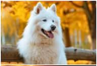 Samoyed to Great Dane: 7 Most expensive dog breeds in India RTM