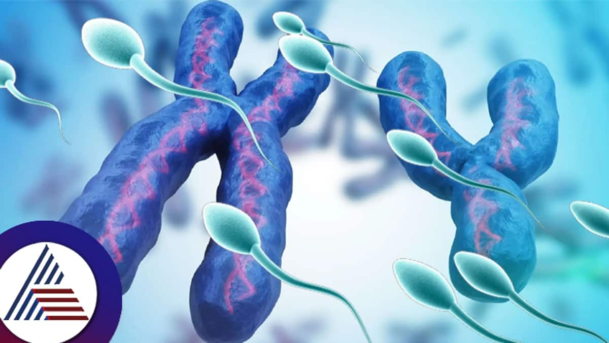 The potential disappearance of the Y chromosome no males will be on earth on coming days suc