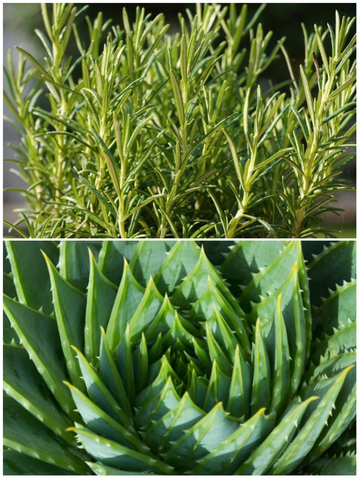 Rosemary to Aloe Vera: Medicinal plants you can easily grow at home NTI