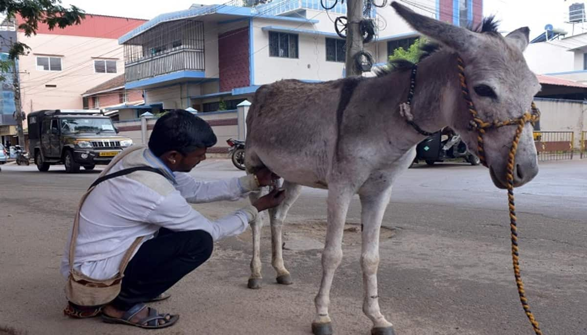 huge demand for donkey milk in Chikkamagaluru grg 