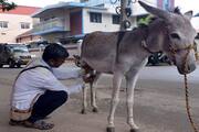 huge demand for donkey milk in Chikkamagaluru grg 