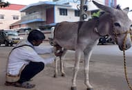 why-donkey-milk-is-expensive-business-in-india