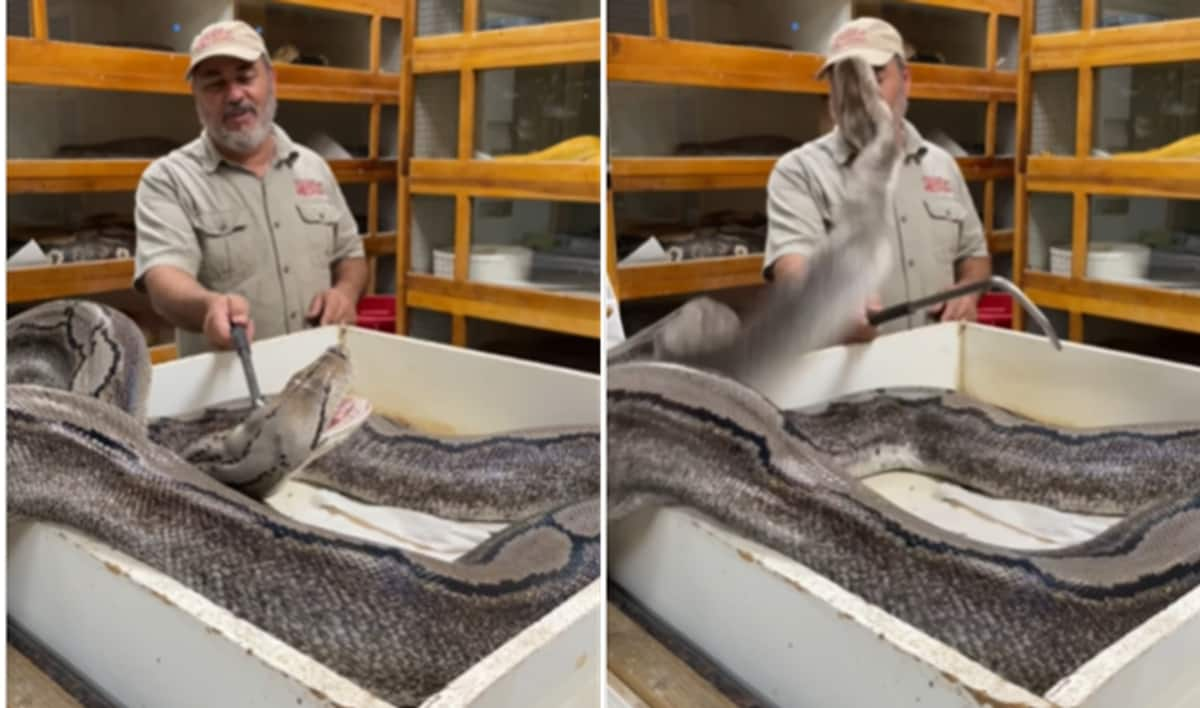 Giant python try to attack caretaker florida reptile expert video goes viral ckm