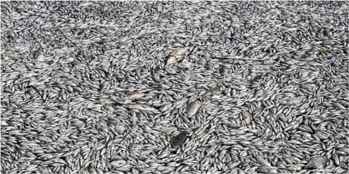 hundreds of thousands of dead fish that poured into a tourist port in the central city of Volos in greece