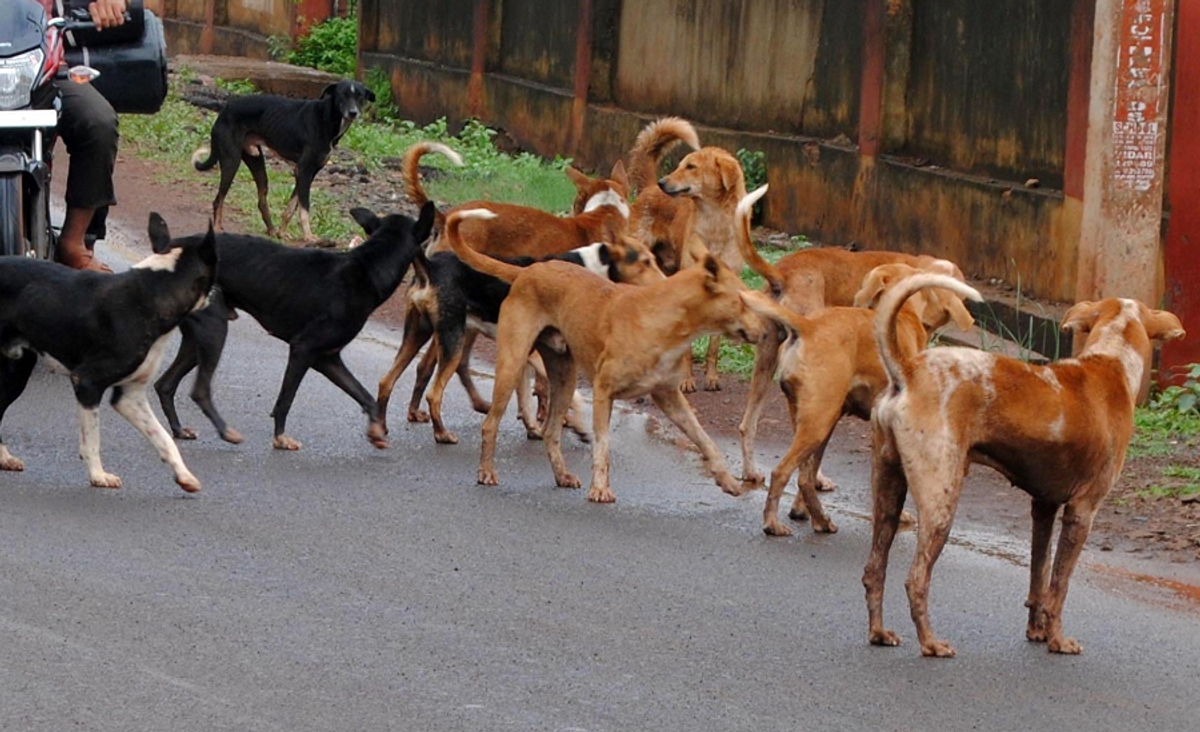 Even if 110 dogs are caught, they cannot find the dog that killed the old woman in Bengaluru grg