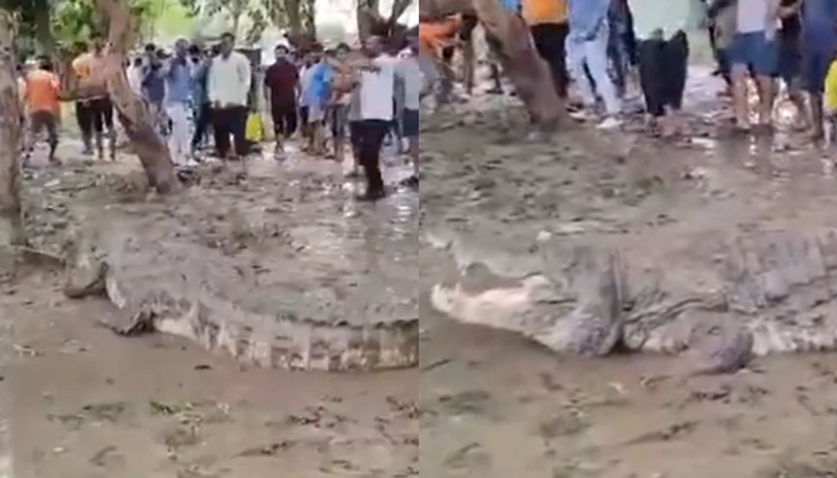 Rains lash heavy rain in parts of Gujarat; Crocodiles enter residential areas in Vadodara [WATCH] ATG