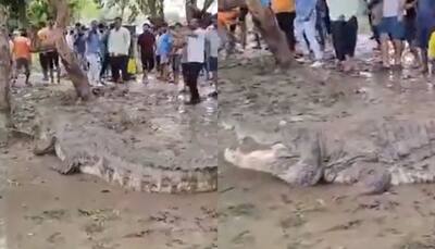 After Gujarat rains, Vadodara faces double trouble: Floods and crocodiles (WATCH)