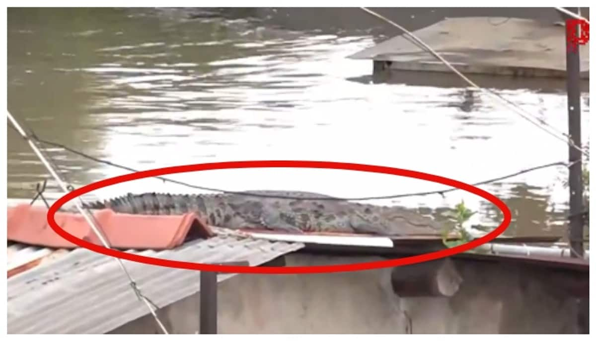 Crocodiles take over gujarat's streets due to heavy rains; Video goes viral 