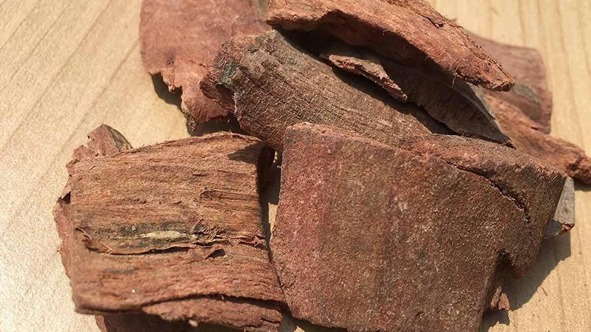 Health Benefits of Arjuna tree bark which cure many diseases in tamil Rya