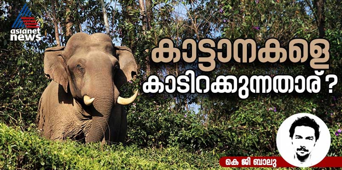 What is the reason why wild elephants are constantly flocking to the tourism centres of Munnar