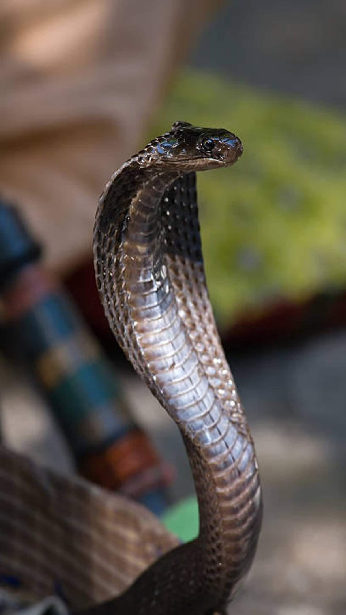 King Cobra Lifespan is 100 years Myths vs Facts mma