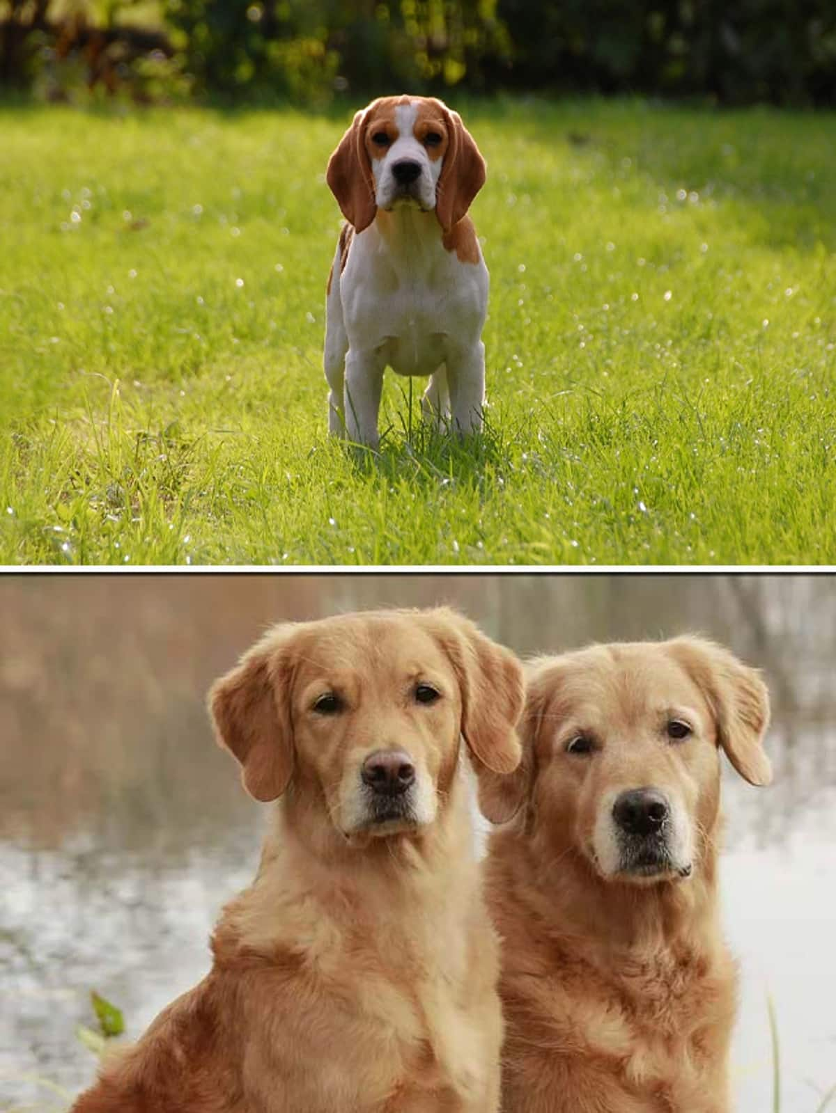 Golden Retriever to Beagle-7 best dog breeds for first time owners RBA