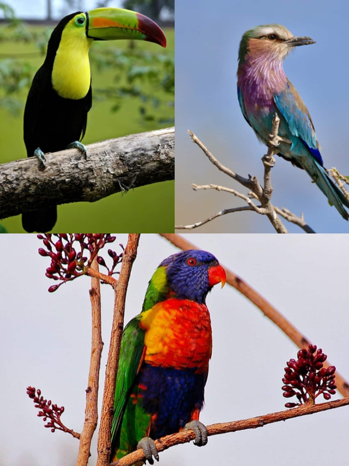 Scarlet Macaw to Mandarin Duck: 7 most colorful birds in the World ATG