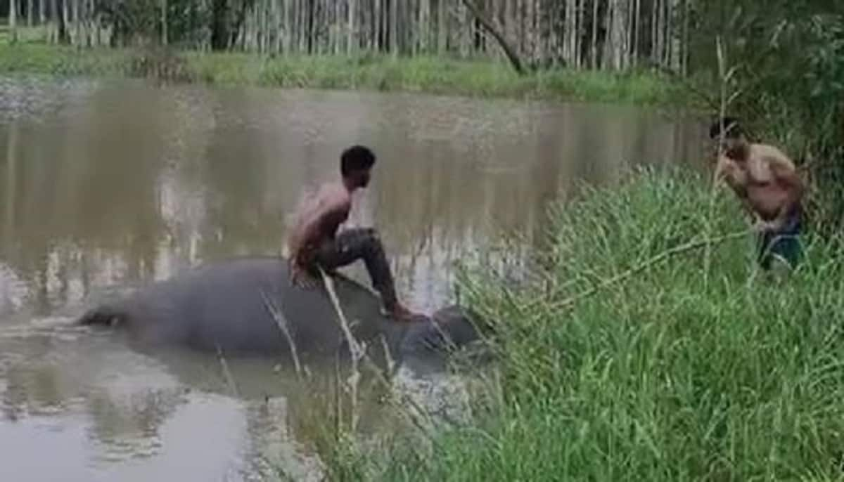 Wild Elephant Dies While drinking water in lake in kodagu grg 