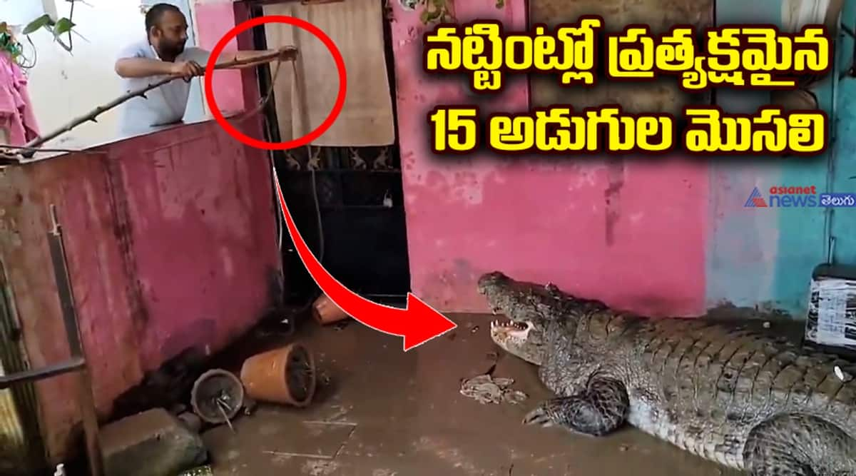 15 Foot Crocodile Spotted at a Local Residence