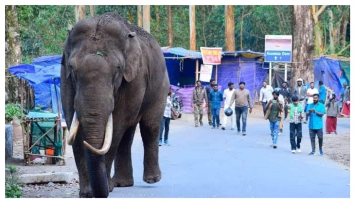 What is the reason why wild elephants are constantly flocking to the tourism centres of Munnar