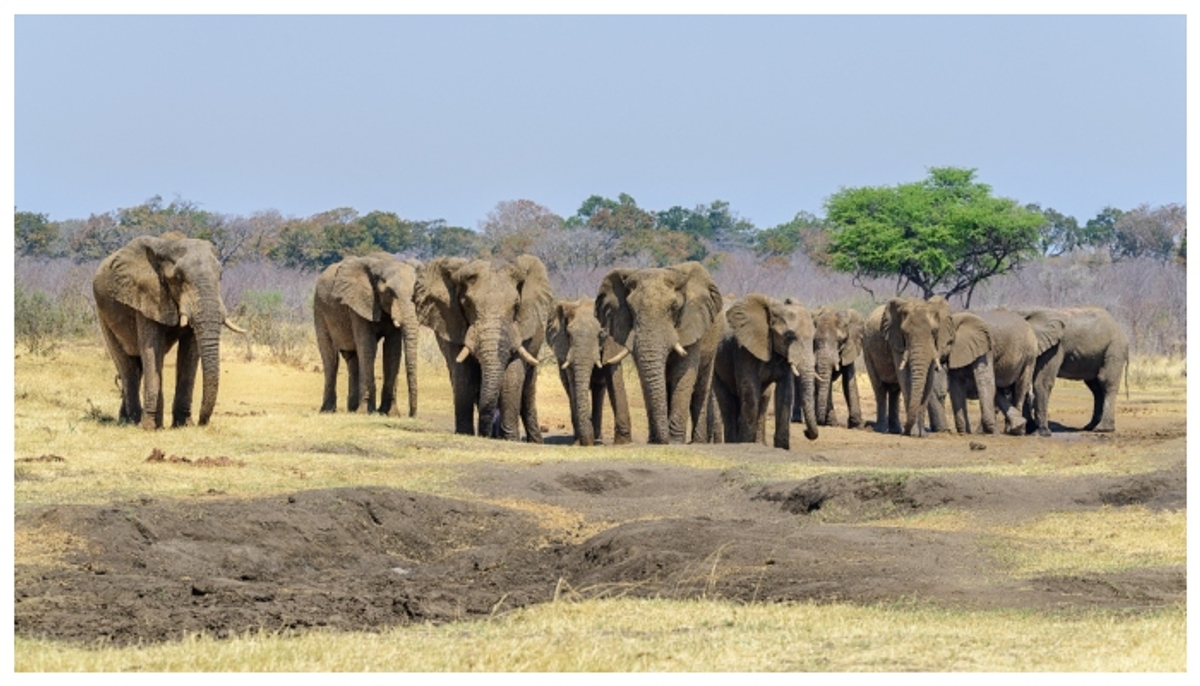 Zimbabwe to  cull 200 elephants to feed communities facing acute hunger amid the worst drought in four decades